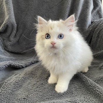 chaton Ragdoll seal tabby point & blanc Urbane Les Ragdolls de la Croisette