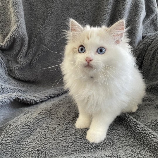 chaton Ragdoll seal tabby point & blanc Urbane Les Ragdolls de la Croisette