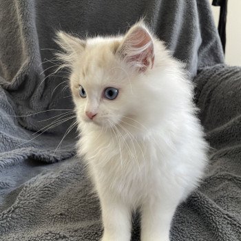 chaton Ragdoll seal tabby point & blanc Urbane Les Ragdolls de la Croisette