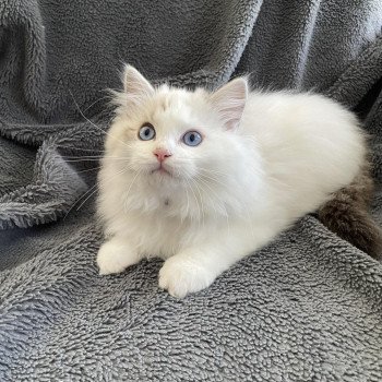 chaton Ragdoll seal tabby point & blanc Urbane Les Ragdolls de la Croisette