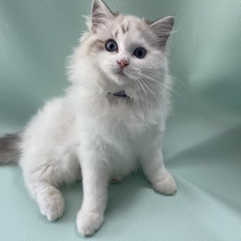 chaton Ragdoll seal tabby point & blanc Urbane Les Ragdolls de la Croisette