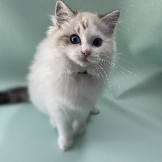 chaton Ragdoll seal tabby point & blanc Urbane Les Ragdolls de la Croisette