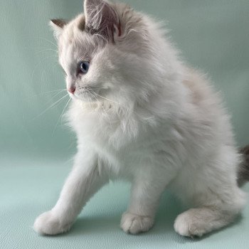 chaton Ragdoll seal tabby point & blanc Urbane Les Ragdolls de la Croisette