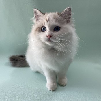 chaton Ragdoll seal tabby point & blanc Urbane Les Ragdolls de la Croisette