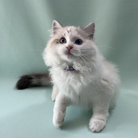 chaton Ragdoll seal tabby point & blanc Urbane Les Ragdolls de la Croisette