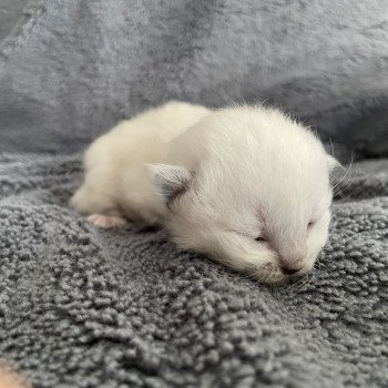 chaton Ragdoll violet Les Ragdolls de la Croisette