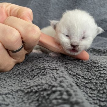 chaton Ragdoll violet Les Ragdolls de la Croisette