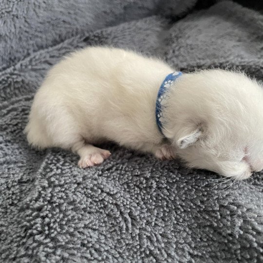 chaton Ragdoll violet Les Ragdolls de la Croisette