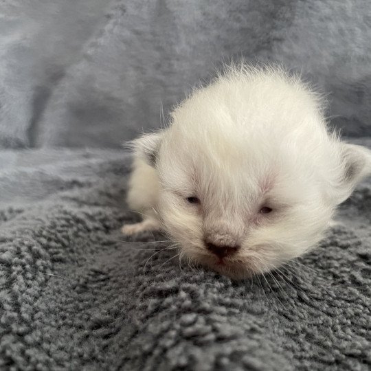 chaton Ragdoll violet Les Ragdolls de la Croisette