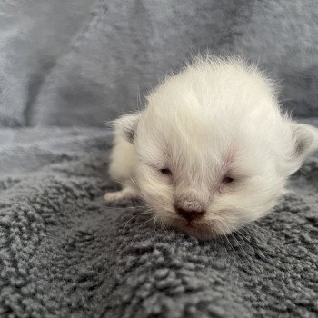 chaton Ragdoll violet Les Ragdolls de la Croisette chaton Ragdoll violet Les Ragdolls de la Croisette