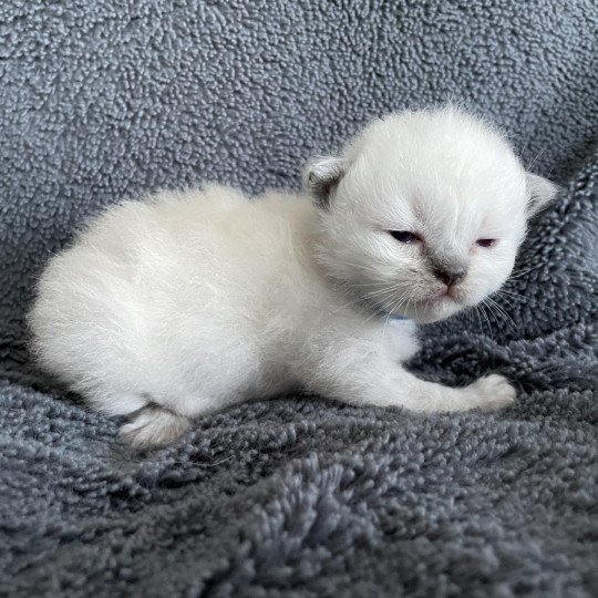 chaton Ragdoll bleu Les Ragdolls de la Croisette