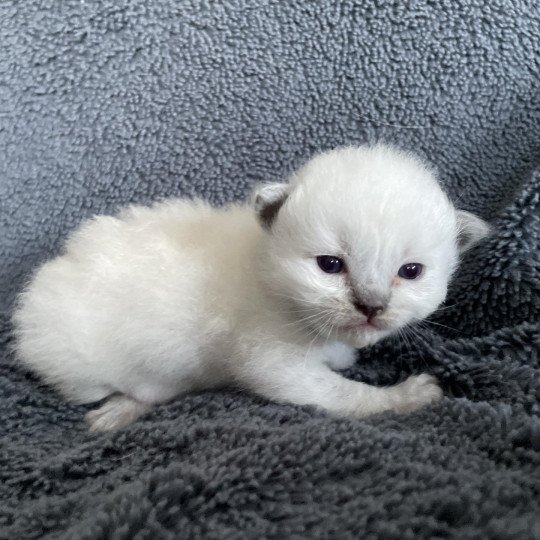 chaton Ragdoll bleu Les Ragdolls de la Croisette