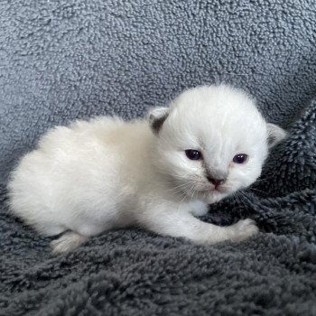 chaton Ragdoll bleu Les Ragdolls de la Croisette chaton Ragdoll bleu Les Ragdolls de la Croisette