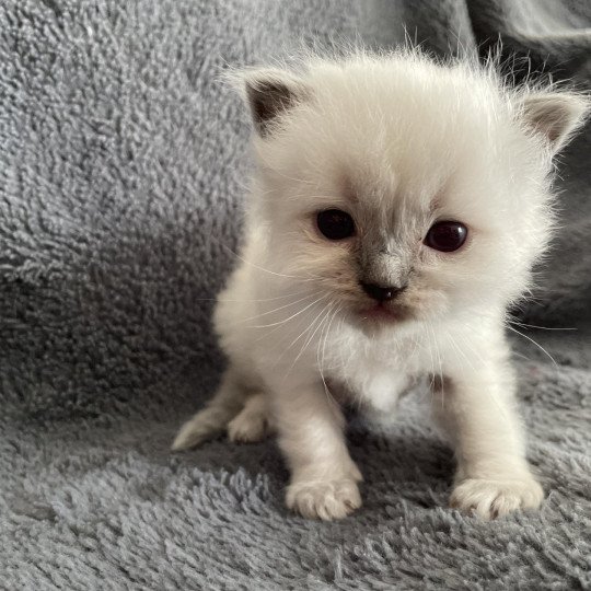 chaton Ragdoll blue point bleu Les Ragdolls de la Croisette