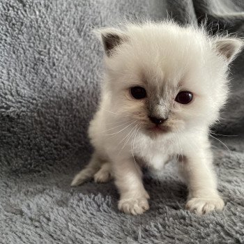 chaton Ragdoll blue point bleu Les Ragdolls de la Croisette