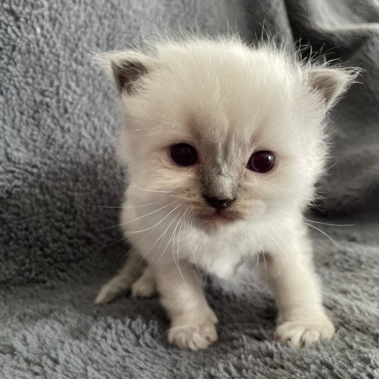 chaton Ragdoll blue point bleu Les Ragdolls de la Croisette