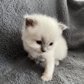 chaton Ragdoll blue point bleu Les Ragdolls de la Croisette