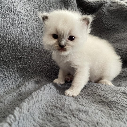 chaton Ragdoll blue point bleu Les Ragdolls de la Croisette