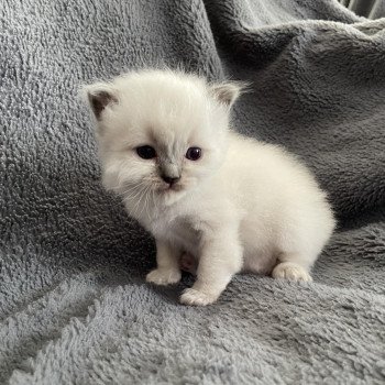 chaton Ragdoll blue point bleu Les Ragdolls de la Croisette