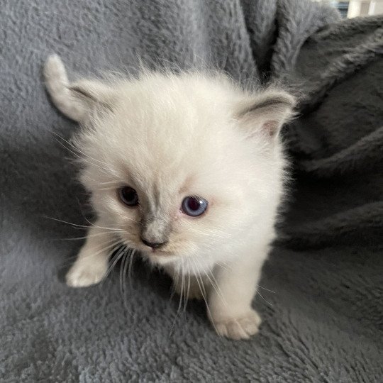 chaton Ragdoll blue point bleu Les Ragdolls de la Croisette