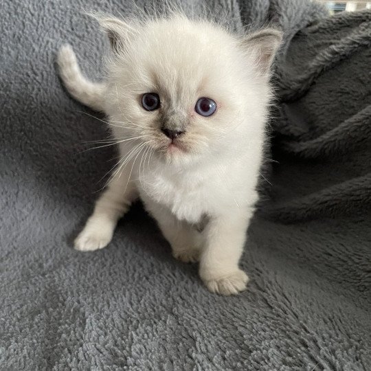 chaton Ragdoll blue point bleu Les Ragdolls de la Croisette