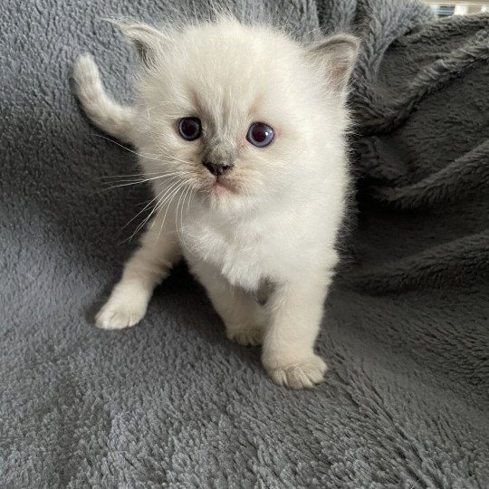 chaton Ragdoll blue point bleu Les Ragdolls de la Croisette