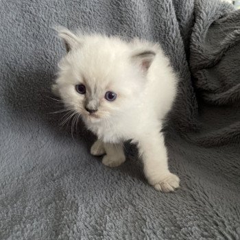 chaton Ragdoll blue point bleu Les Ragdolls de la Croisette