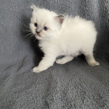 chaton Ragdoll blue point bleu Les Ragdolls de la Croisette