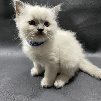 chaton Ragdoll blue point bleu Les Ragdolls de la Croisette