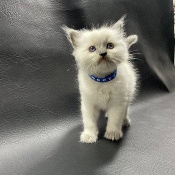 chaton Ragdoll blue point bleu Les Ragdolls de la Croisette