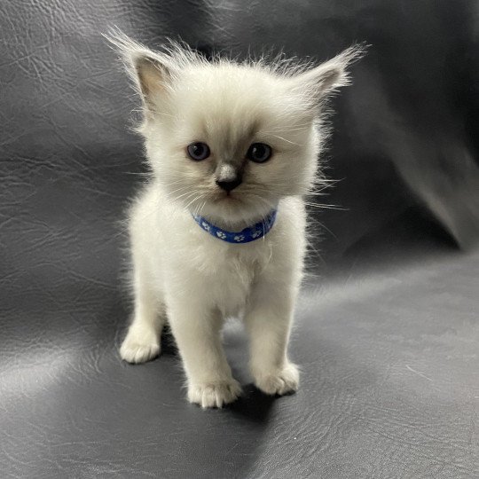 chaton Ragdoll blue point bleu Les Ragdolls de la Croisette