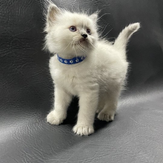 chaton Ragdoll blue point bleu Les Ragdolls de la Croisette