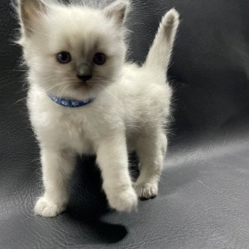 chaton Ragdoll blue point bleu Les Ragdolls de la Croisette chaton Ragdoll blue point bleu Les Ragdolls de la Croisette