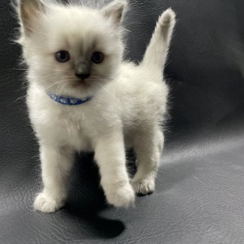 chaton Ragdoll blue point bleu Les Ragdolls de la Croisette