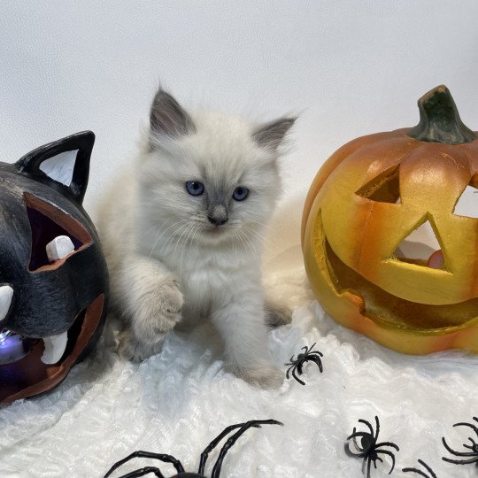 chaton Ragdoll blue point Uston Les Ragdolls de la Croisette