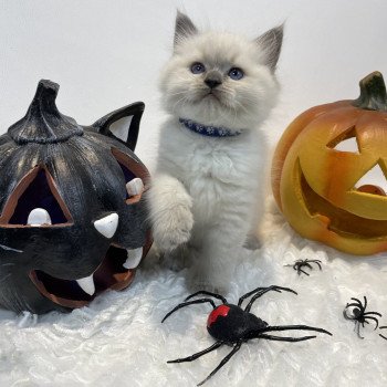 chaton Ragdoll blue point Uston Les Ragdolls de la Croisette chaton Ragdoll blue point Uston Les Ragdolls de la Croisette