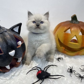 chaton Ragdoll blue point Uston Les Ragdolls de la Croisette chaton Ragdoll blue point Uston Les Ragdolls de la Croisette