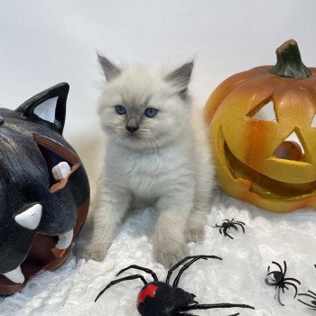 chaton Ragdoll blue point Uston Les Ragdolls de la Croisette chaton Ragdoll blue point Uston Les Ragdolls de la Croisette