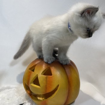 chaton Ragdoll blue point Uston Les Ragdolls de la Croisette chaton Ragdoll blue point Uston Les Ragdolls de la Croisette