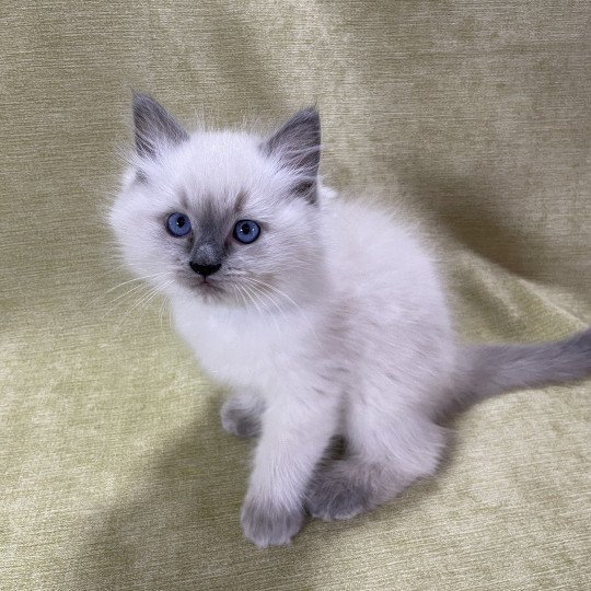 chaton Ragdoll blue point Uston Les Ragdolls de la Croisette