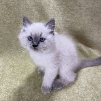 chaton Ragdoll blue point Uston Les Ragdolls de la Croisette chaton Ragdoll blue point Uston Les Ragdolls de la Croisette