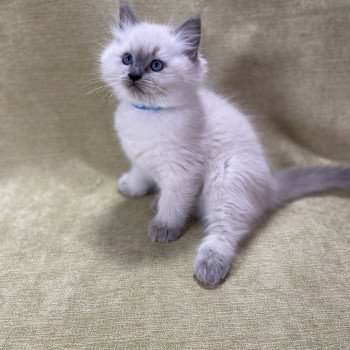 chaton Ragdoll blue point Uston Les Ragdolls de la Croisette