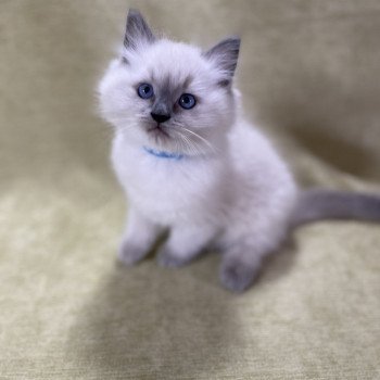 chaton Ragdoll blue point Uston Les Ragdolls de la Croisette