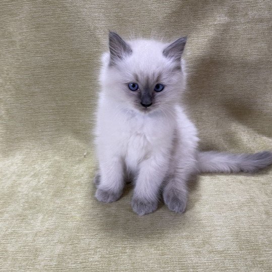 chaton Ragdoll blue point Uston Les Ragdolls de la Croisette