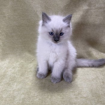 chaton Ragdoll blue point Uston Les Ragdolls de la Croisette