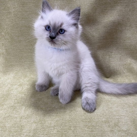 chaton Ragdoll blue point Uston Les Ragdolls de la Croisette