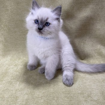 chaton Ragdoll blue point Uston Les Ragdolls de la Croisette