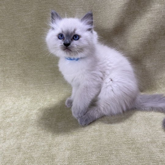 chaton Ragdoll blue point Uston Les Ragdolls de la Croisette