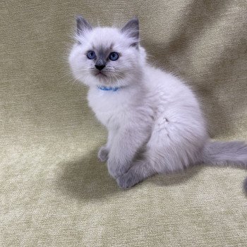 chaton Ragdoll blue point Uston Les Ragdolls de la Croisette chaton Ragdoll blue point Uston Les Ragdolls de la Croisette
