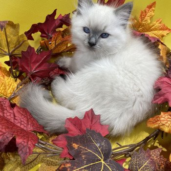 chaton Ragdoll blue point Uston Les Ragdolls de la Croisette